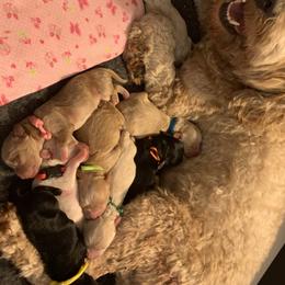 Australian Labradoodle Puppies from Charlotte Labradoodles