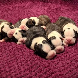 Boston Terrier puppies from Angel's Boston Terriers