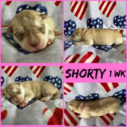 Shorty is her (nickname) - Red and white female Siberian Husky puppy in Fairborn, Ohio from Haven of Free Spirits