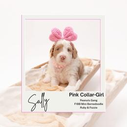 Pink Collar- Sally - Brown and white female Bernedoodle puppy in Lexington, North Carolina from Deborah’s Doodles