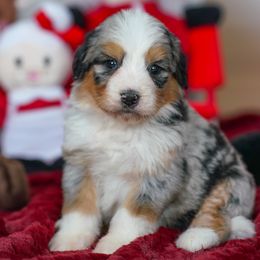 Orchid - Merle male Bernedoodle puppy in Dundee, Ohio from Down Home Doodle