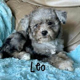Leo - Blue merle male Aussiedoodle puppy in Winnsboro, Texas from Happy Hollow Ranch