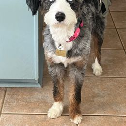 Ellie - Bernedoodle