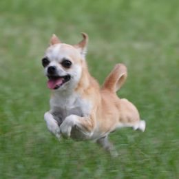 Rockstar - Chihuahua