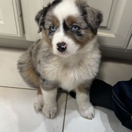 Miniature Australian Shepherd Puppies from Bear River Ranch