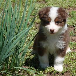 Red tri girl - Red tri-color female Australian Shepherd puppy in Chino Valley, Arizona from Cu2 Aussies