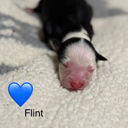 Flint - Black tri-color male Australian Shepherd puppy in Livingston, Texas from Southern Lane Aussies