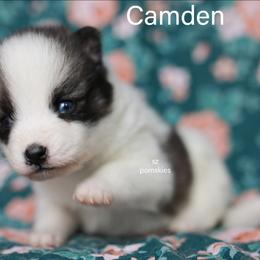 Camden - Wolf sable male Pomsky puppy in Mc Callsburg, Iowa from SZ Rolling Acres LLC