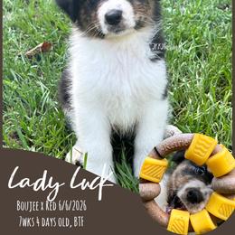 4 Lady Luck, BTF - Black tri-color female Australian Shepherd puppy in Huntington, Texas from JKKJ Farms, LLC