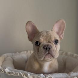 Ivar Shelf - Cream male French Bulldog puppy in Cedar Hill, Texas from Puppy Paper House