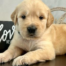 Everest - Light golden male Golden Retriever puppy in Doniphan, Missouri from Stockford’s Golden Retrievers