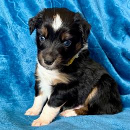 Yellow collar - Black tri-color female Aussiedoodle puppy in 32046, Florida from River Hill Ranch