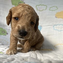 Goldendoodle Puppies from Cassie Farms
