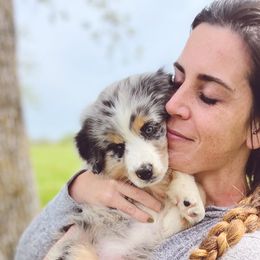 Pistachio - Blue merle Australian Shepherd puppy in Sedalia, Missouri from Strollins Farm