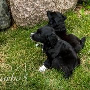 Border Collie, Golden Retriever, and Sporty Mix Puppies from Turbo Border Collies & Coltrievers
