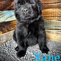 Xane - Black Newfoundland puppy in Tully, New York from Bear Paw Newfoundlands