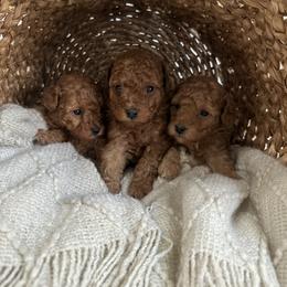Poodle Puppies from Bruno & Co. Puppies