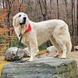 Zuri - Great Pyrenees