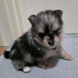 Ash - Blue merle male Pomeranian puppy in Wimberley, Texas from Pitter Patter Poms