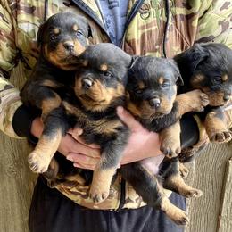 Rottweiler All Grown Up from Western Slope Rottweilers