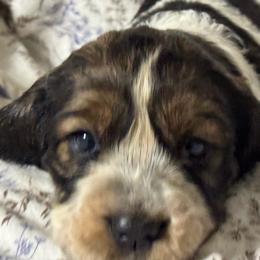 Lulu - Black white and tan female English Springer Spaniel puppy in Coeur D'alene, Idaho from Springer Hollow