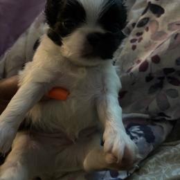 Boy 2 - White and black male Japanese Chin puppy in Connecticut from Lissette's pups chins and bullies