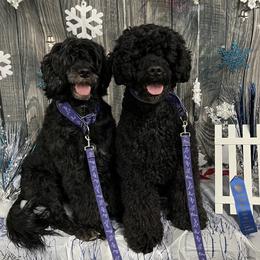 Portuguese Water Dogs from Meridian Portuguese Water Dogs