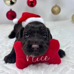 Joy (Hot Pink) - Chocolate female Australian Labradoodle puppy in Citrus Heights, California from Elite Blend Labradoodles