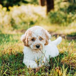 Simon - Lemon roan male Cockapoo puppy in Dixon, Montana from Super Z Kennels