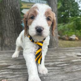 Mars - Parti male Goldendoodle puppy in Camden, North Carolina from Oopsie Doodles of NC
