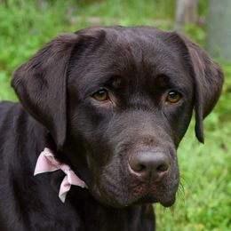 Holley - Labrador Retriever