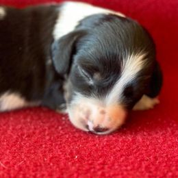 Dachshunds from Open Hourglass LLC