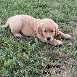 2nd pick boy (light green) - Dark golden male Golden Retriever puppy in Petaluma, California from Contango Goldens