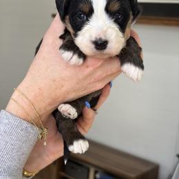 Celsius - female Australian Mountain Doodle puppy in Spanish Fork, Utah from Little Puppy Co.