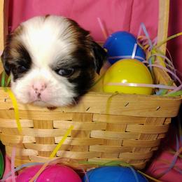 Domino - Tricolor male Shih Tzu puppy in Memphis, Tennessee from Thorntons Fur Crew