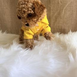 Pekingese, Poodle, and Shih Tzu Puppies from Happy puppies