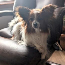 Papillon All Grown Up from Classy Country Papillons