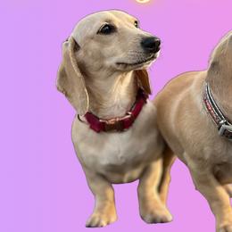 Dachshunds from Dreamy Creamies