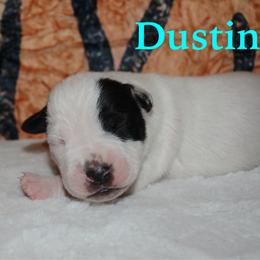 Dustin - male Alapaha Blue Blood Bulldog puppy in Walbridge, Ohio from United Alapaha Bulldogs