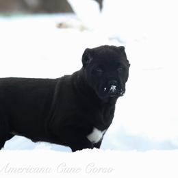 Salem - Black female Cane Corso puppy in Cable, Ohio from Americana Cane Corso