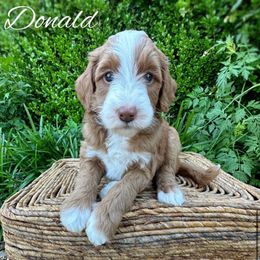 Boy-Donald - Red  male Goldendoodle puppy in Ozark, Missouri from Halo Doodles