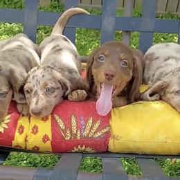Cockapoo, Dachshund, and Miniature Schnauzer Puppies from LUXEYPUPS