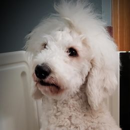 Kol - Springerdoodle