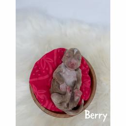 Berry - Apricot male Goldendoodle puppy in Smithfield, Kentucky from KBK9 Kennels