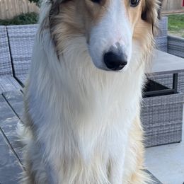 Old Time Scotch Collies from Cedar Hill Farms