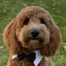 Westley - Cockapoo