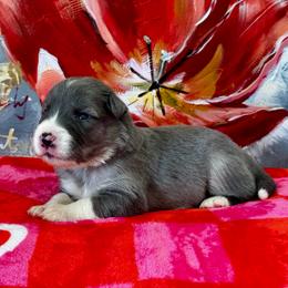 Simba - Blue merle male Border Collie puppy in Hartsville, South Carolina from Wiggles 4 Life