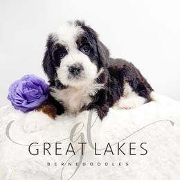 Glitter - Tri-color female Bernedoodle puppy in Baroda, Michigan from Great Lakes Bernedoodles