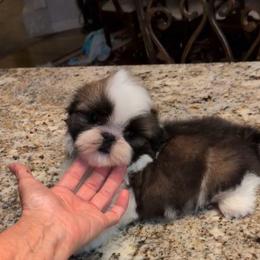 Wyatt - Gold and white male Shih Tzu puppy in Pleasant Hill, Missouri from Misty Dajavue Shih-Tzu
