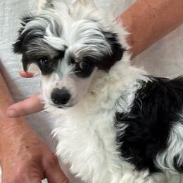 Girl 1 - Black white and tan female Chinese Crested puppy in Menomonee Falls, Wisconsin from Windsong
